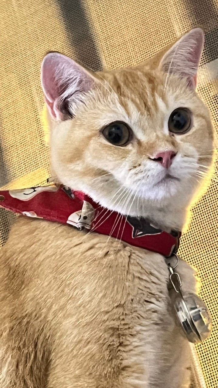 貓貓同樂會