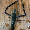 清交釣蝦交流群