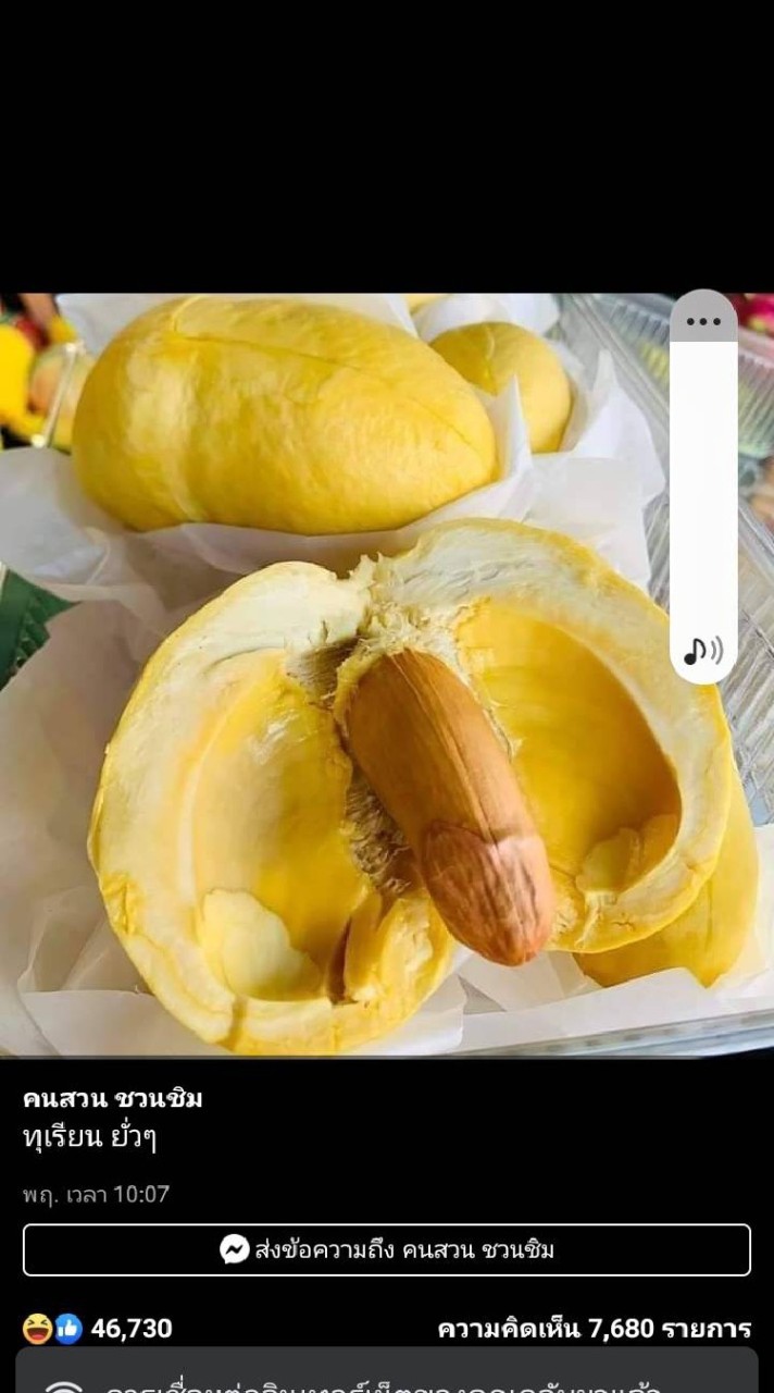 ทุเรียนควบโด้