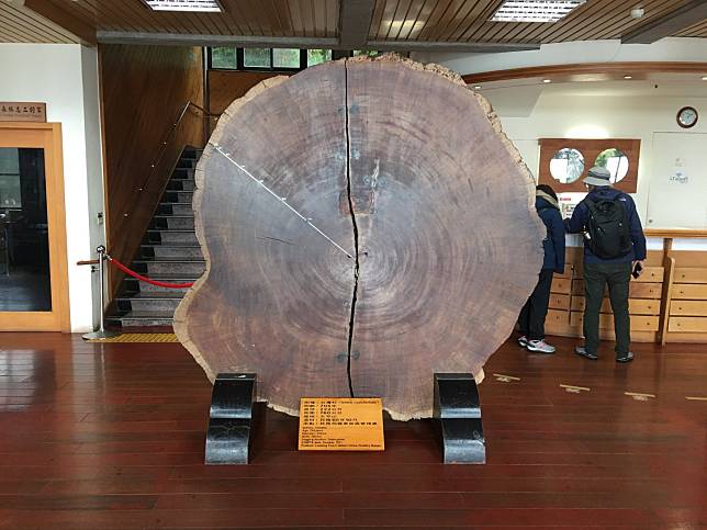 ▲有705年樹齡的台灣杉。（圖／奧丁丁體驗）