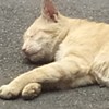 絕地求生M手遊專區
