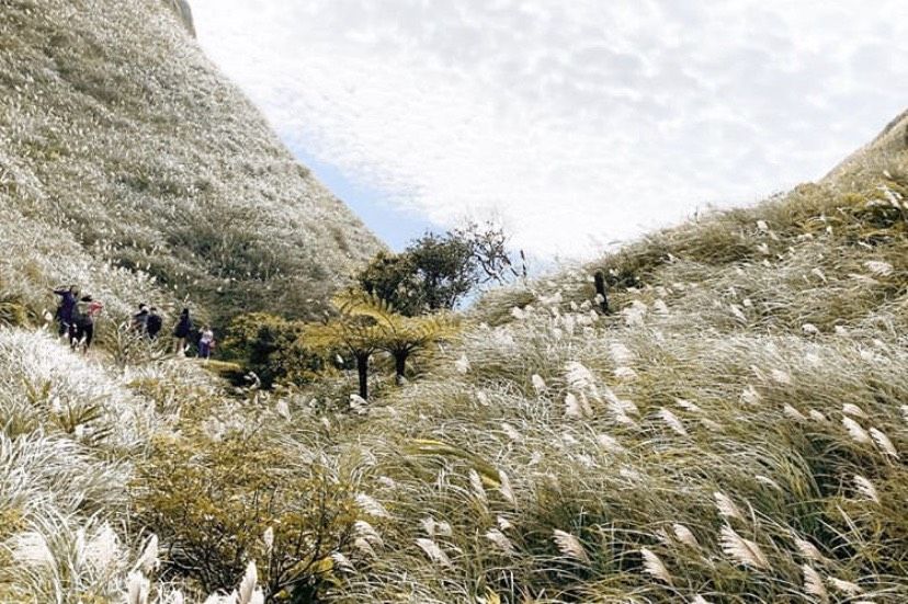 IG超紅必拍芒花！秋季限定草嶺古道芒花季登場！