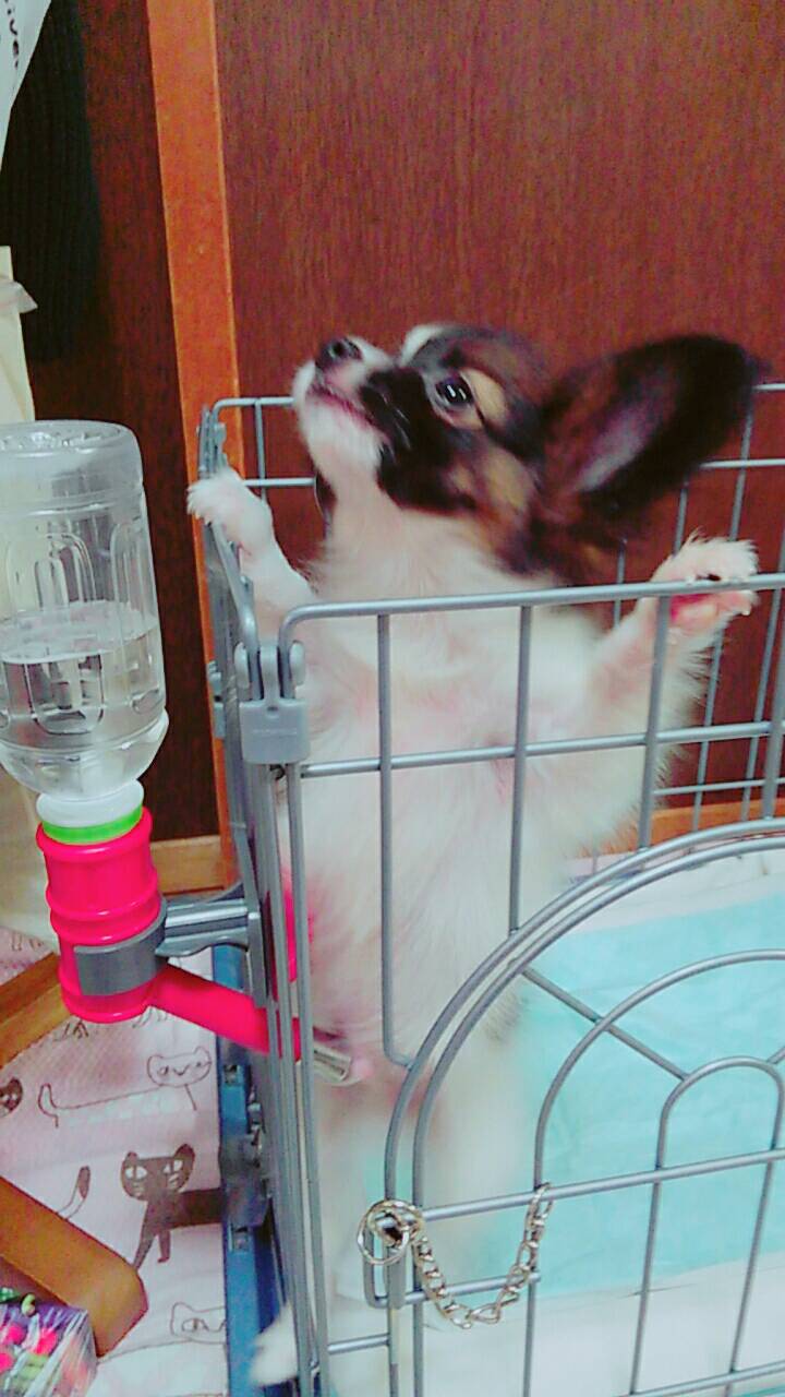 霜降り明星の粗品とせいや ポケモンで声優 子どもの頃の夢が叶いました