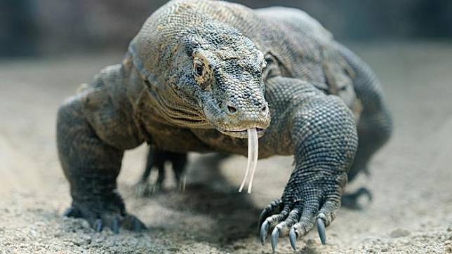 JK Bangga Taman Nasional Komodo Masuk 10 Besar Destinasi Wisata Favorit Versi National Geographic