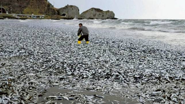 北海道函館市濱町，7日海岸湧現大量被沖上岸的沙丁魚等。翻攝Twitter＠YokohamaNoHito