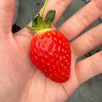 草莓股