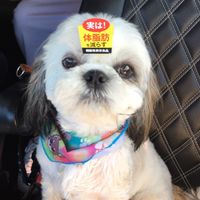 シーズー好きが集まる部屋🐶