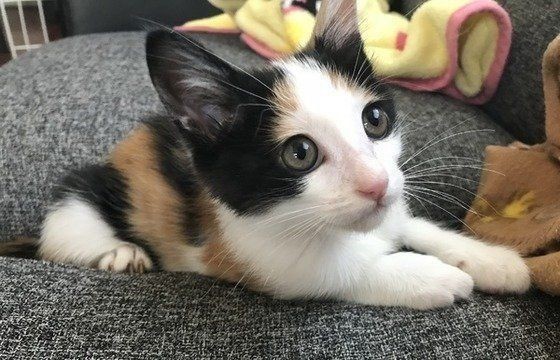 キャットフードで毛玉ケア おすすめフードもご紹介