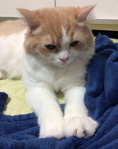 甘えてるの 猫が柔らかいものを ふみふみ する理由