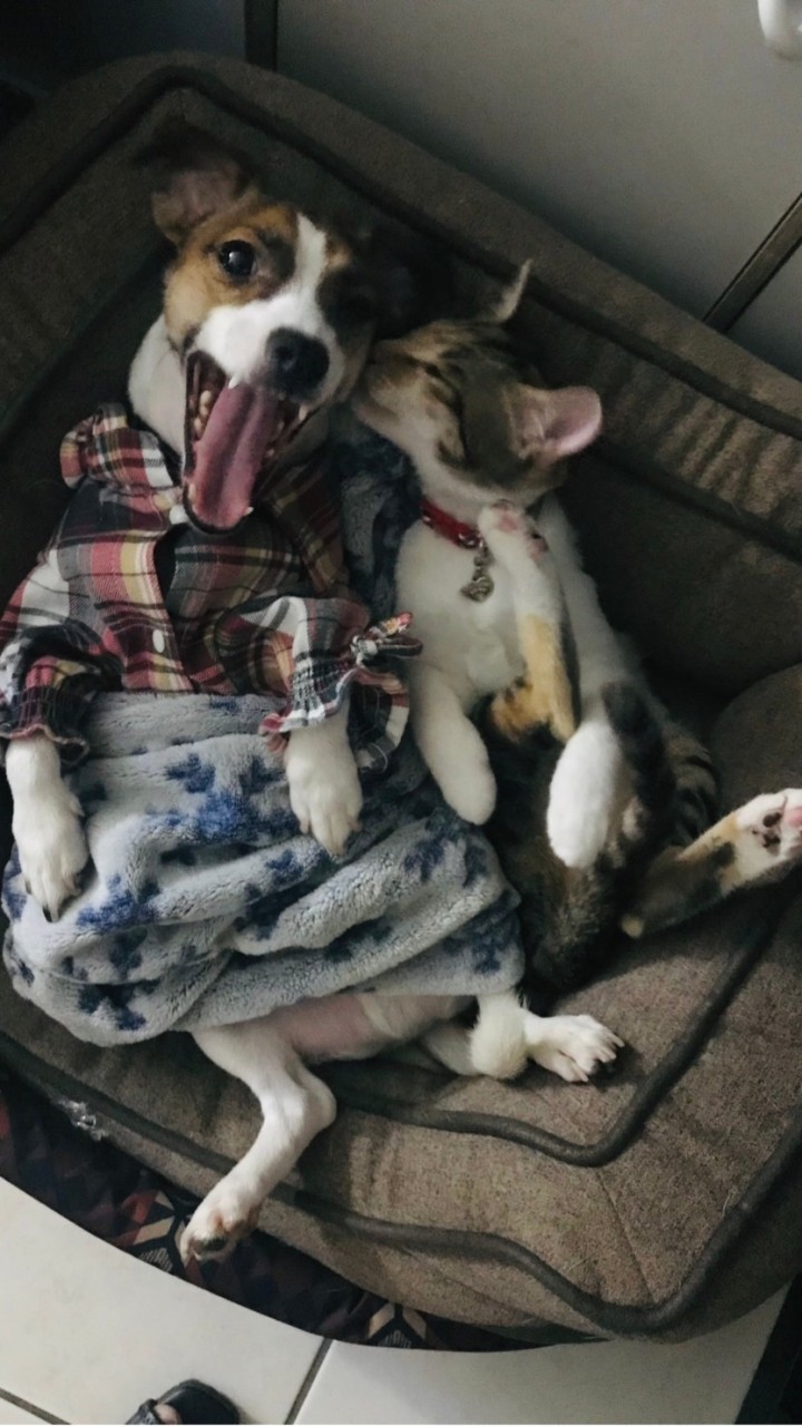 傑克羅素梗犬