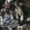 傑克羅素梗犬
