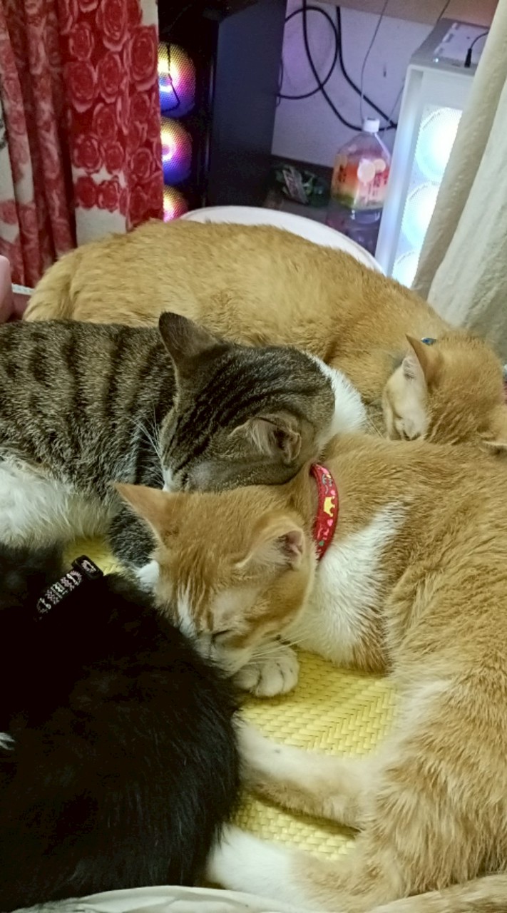 送養貓咪大家庭