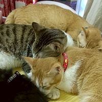 送養貓咪大家庭