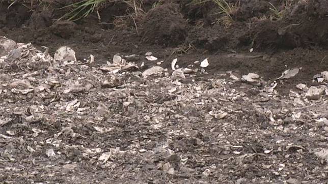 Ngeri! Pria Ini Pakai Kulit Kerang untuk Bangun Jalan, 3 Hari Kemudian Hal Mengerikan pun Terjadi!