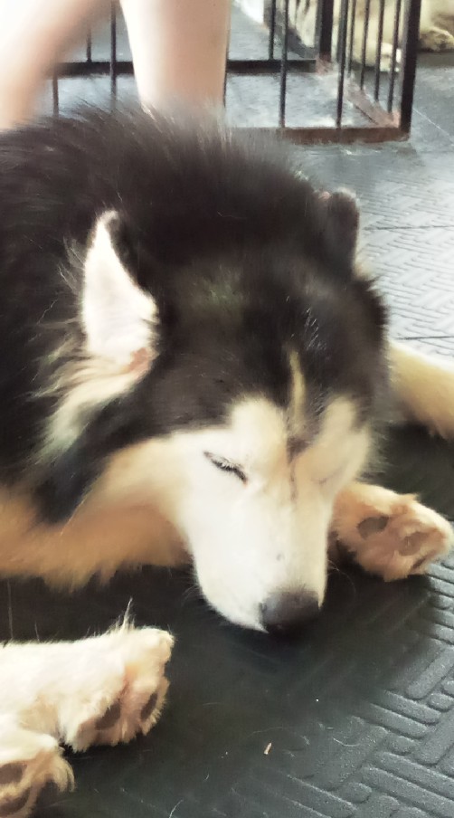 ทาสน้องหมา💗🐶