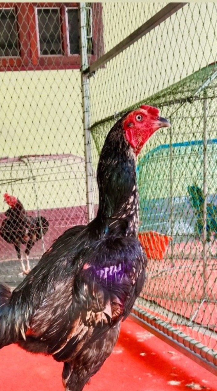 ซุ้มไก่ชน ส.รุ่งสว่าง🐓
