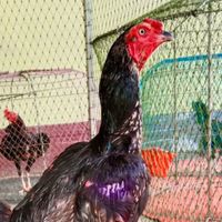 ซุ้มไก่ชน ส.รุ่งสว่าง🐓
