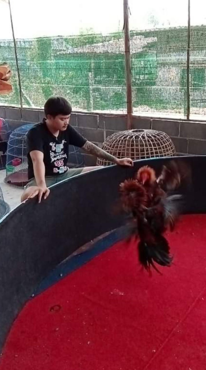 แมวมอง ไก่ชน 🐱👁️🐓