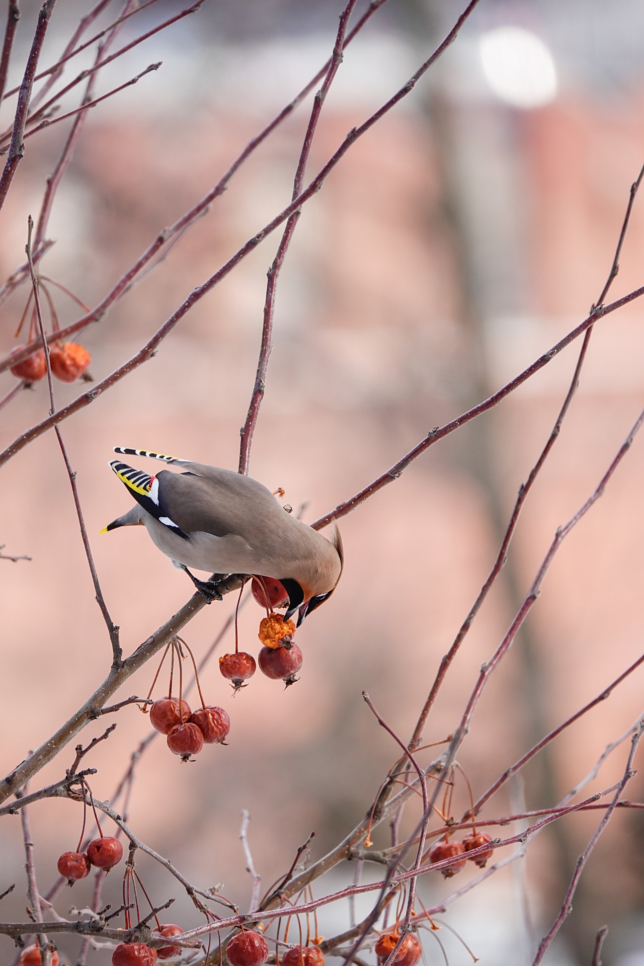 旅遊攝影師貝琪梨的極地遠征！Sony RX10 IV 極光 / 飛羽實戰拍攝分享