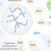 64-2-Gene Transfer in Animal