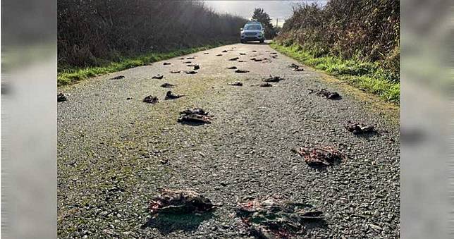 驚見300隻椋鳥集體暴斃！車輾「擠爆臟器」血染整條馬路