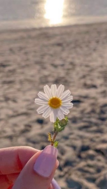 RELX DAISY