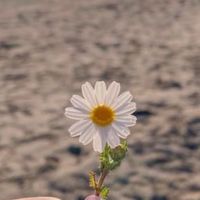 RELX DAISY