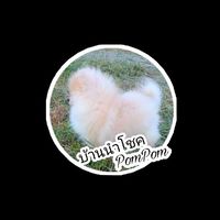 บ้านนำโชคPomPom_CM