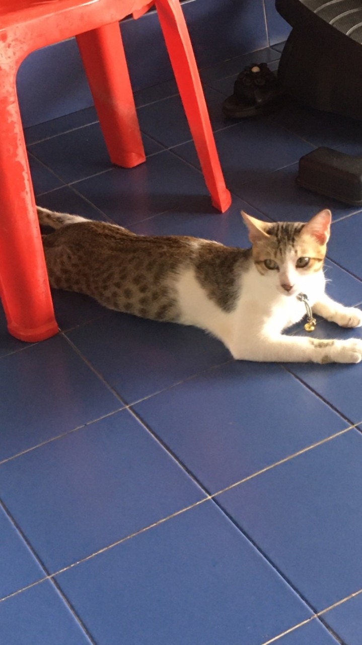 Popcat.click