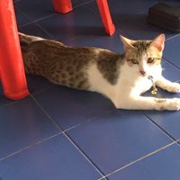 Popcat.click