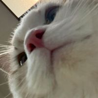 大日馬術影片