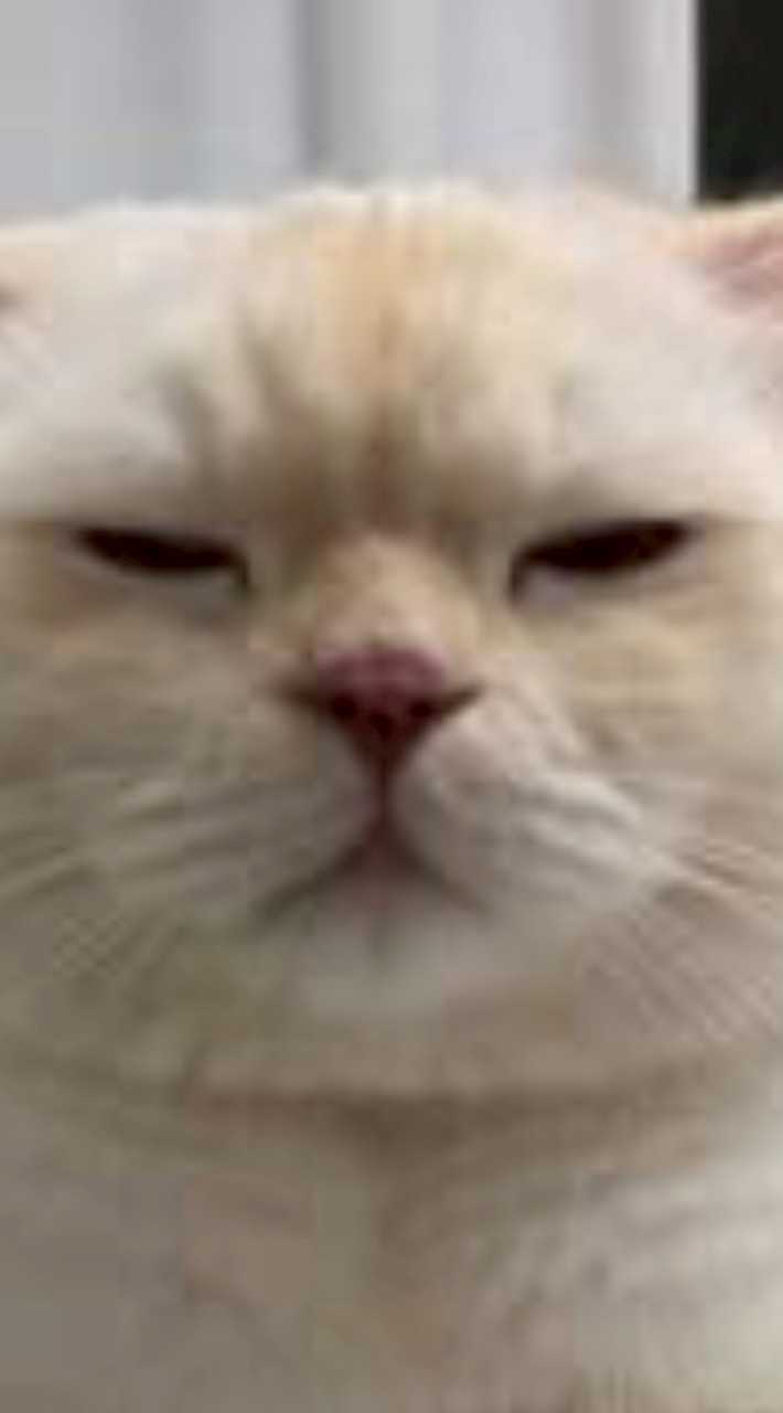 แบ่งปันกีกี้แฟนเมีย