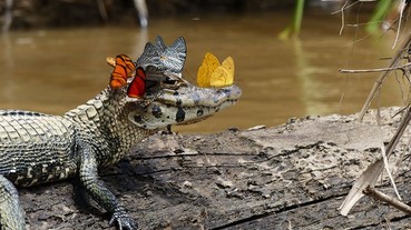 神奇一刻！攝影師捕捉到這一隻鱷魚 溫柔讓蝴蝶停在牠的臉上！