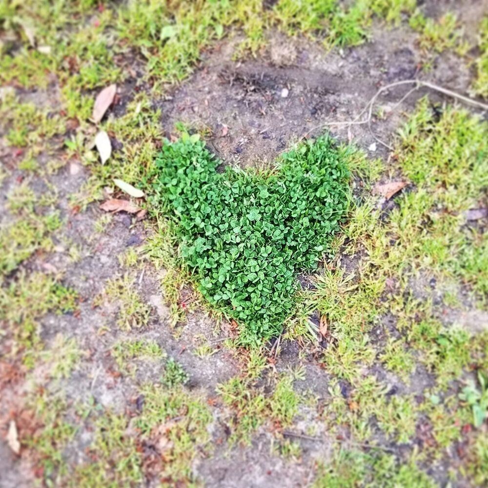柴犬あるある 頼んでいないのに キス顔 をしてくれるとこ