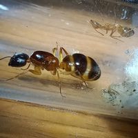 กลุ่มคนเลี้ยงมด(พูดคุยแลกเปลี่ยนประสพการณ์ความรู้เท่านั้น)🐜🐜🐜🐜
