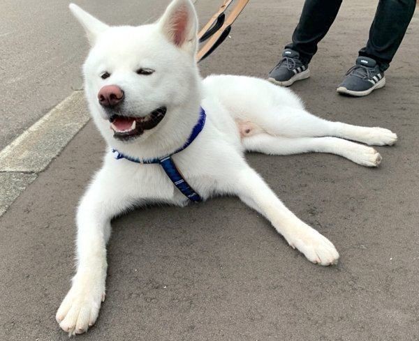 秋田犬のグレードアップした おねだり方法 が最高すぎた