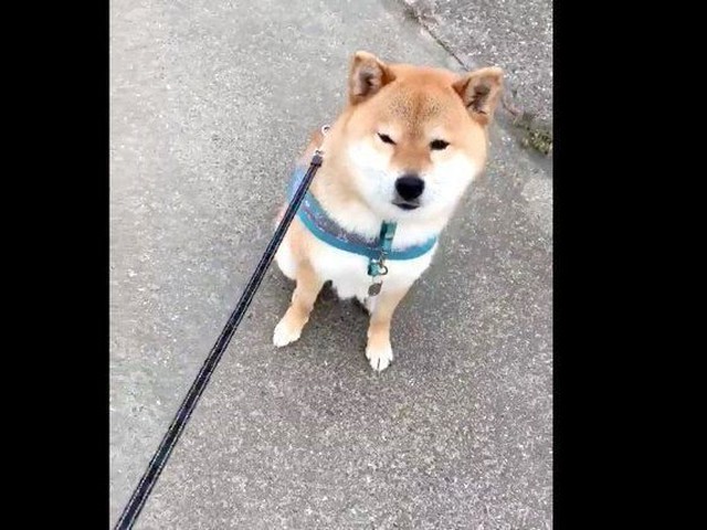 散歩中に拗ねる柴犬の行動が可愛すぎる いぬのきもちnews
