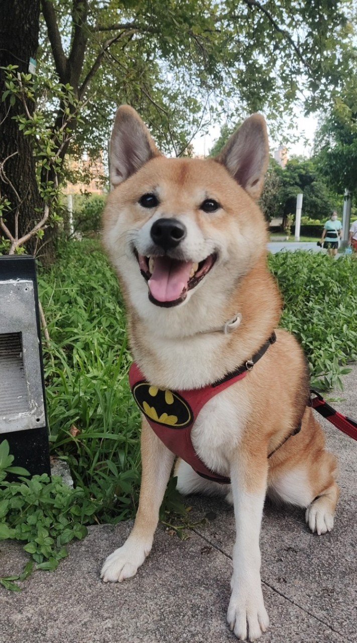捲捲來了 🐶
