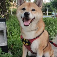 捲捲來了 🐶