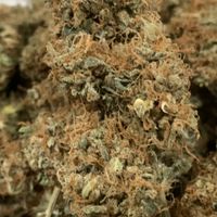 MBN KUSH