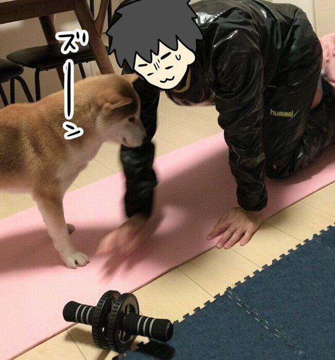 犬が散歩中に 体を地面にこすりつける 意味