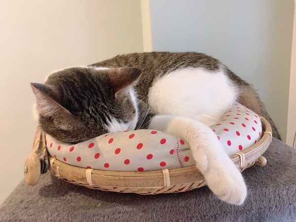 「花蓮旅遊」花蓮租車三天二夜輕旅行自駕遊，盛夏消暑追鯨趣-花蓮永宬租車，老時光燒肉酒肴，欣欣麵館不是麵店，小花公寓民宿與窩WOW青年旅館直擊分享