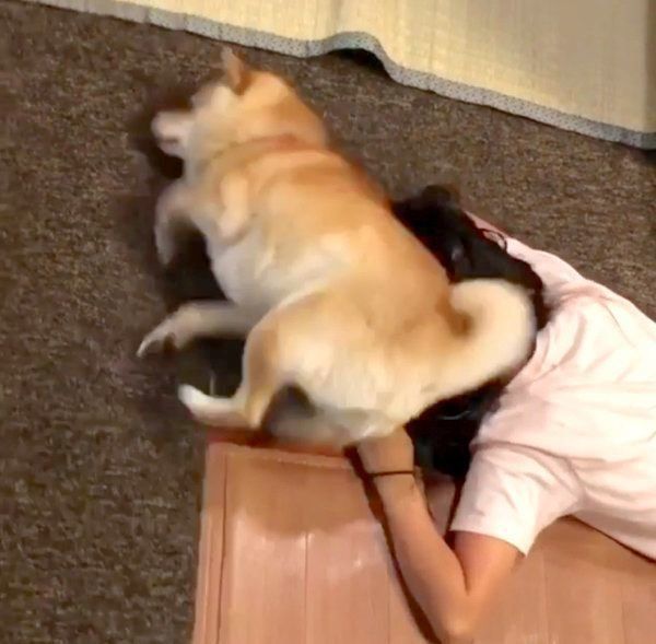 しつこい お姉ちゃんにスリスリする柴の姿に反響