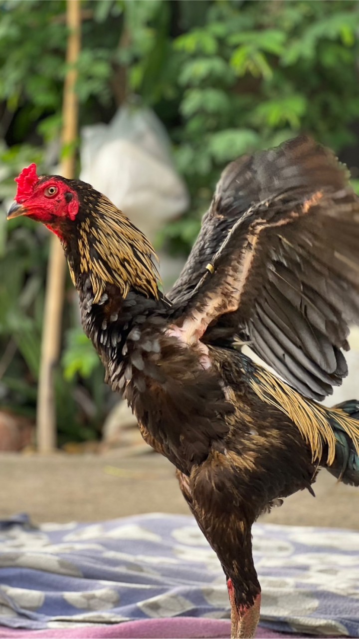 ซุ้ม ส.นารี ฟร์ามไก่ชน