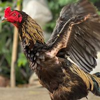 ซุ้ม ส.นารี ฟร์ามไก่ชน