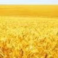 📱[시나브로]시장 분석 그룹1