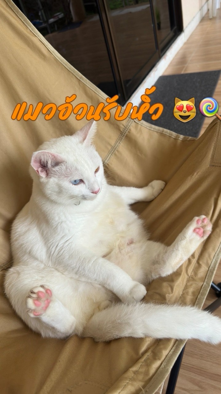 รับหิ้วแมคโคร(พลัม89)