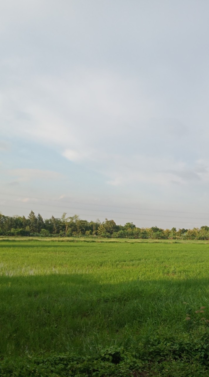 ที่ดิน วิวนา ต.สวนดอกไม้ เสาไห้ สระบุรี