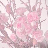 ᡣ𐭩   愛  及  屋  烏   ᡣ𐭩