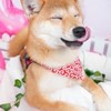 柴犬好きな人大歓迎⭐︎